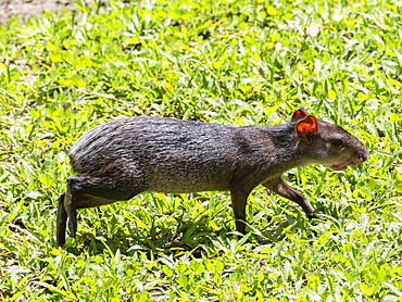 A captive adult black agouti, Dasyprocta fuliginosa, at the Dallas Manatee Rescue Center, Iquitos, Peru.