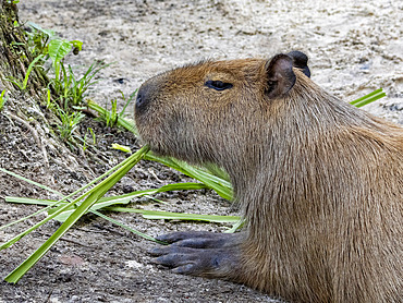 A captive adult capybara, Hydrochoerus hydrochaeris, feeding at the Dallas Manatee Rescue Center, Iquitos, Peru.
