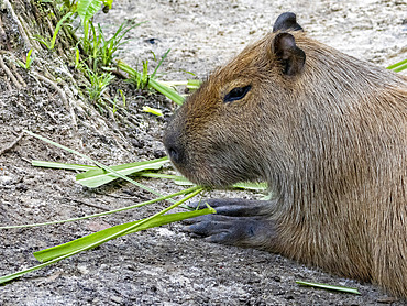 A captive adult capybara, Hydrochoerus hydrochaeris, feeding at the Dallas Manatee Rescue Center, Iquitos, Peru.