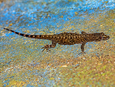 A captive adult bridled forest gecko, Gonatodes humeralis, at the Dallas Manatee Rescue Center, Iquitos, Peru.