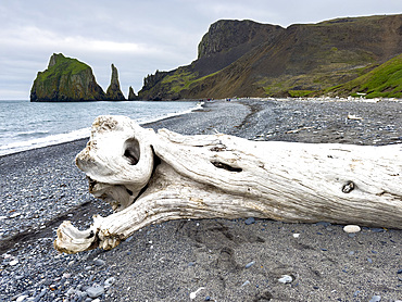 Driftwood on the beach on Saint Mathew Island, Alaska.