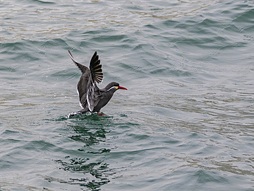 An adult Inca tern, Larosterna inca, taking flight from the ocean in the Palomino Islands, Lima, Peru.