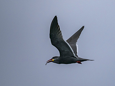 An adult Inca tern, Larosterna inca, in flight with a fish in its bill in the Palomino Islands, Lima, Peru.