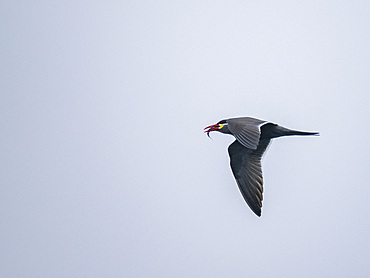 An adult Inca tern, Larosterna inca, in flight with a fish in its bill in the Palomino Islands, Lima, Peru.