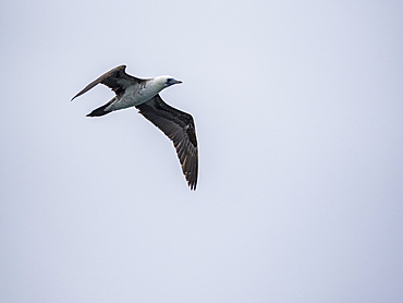 An adult Peruvian booby, Sula variegata, in flight in the Palomino Islands, Lima, Peru.