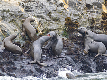 South American sea lions, Otaria flavescens, in a breeding colony in the Palomino Islands, just outside Lima, Peru.