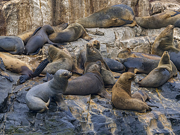 South American sea lions, Otaria flavescens, in a breeding colony in the Palomino Islands, just outside Lima, Peru.