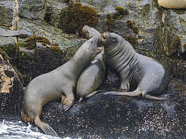 South American sea lions, Otaria flavescens, in a breeding colony in the Palomino Islands, just outside Lima, Peru.
