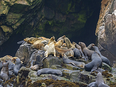 South American sea lions, Otaria flavescens, in a breeding colony in the Palomino Islands, just outside Lima, Peru.