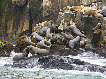 South American sea lions, Otaria flavescens, in a breeding colony in the Palomino Islands, just outside Lima, Peru.