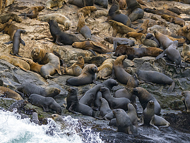 South American sea lions, Otaria flavescens, in a breeding colony in the Palomino Islands, just outside Lima, Peru.