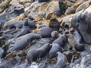 South American sea lions, Otaria flavescens, in a breeding colony in the Palomino Islands, just outside Lima, Peru.