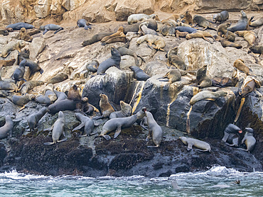 South American sea lions, Otaria flavescens, in a breeding colony in the Palomino Islands, just outside Lima, Peru.