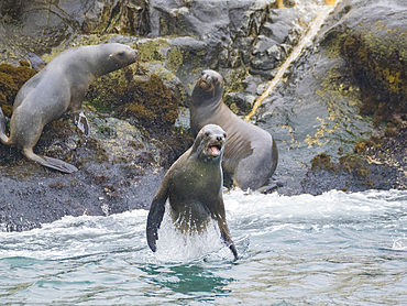 South American sea lion, Otaria flavescens, leaping in a breeding colony in the Palomino Islands, just outside Lima, Peru.