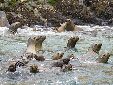 Curious South American sea lions, Otaria flavescens, in the ocean in the Palomino Islands, just outside Lima, Peru.