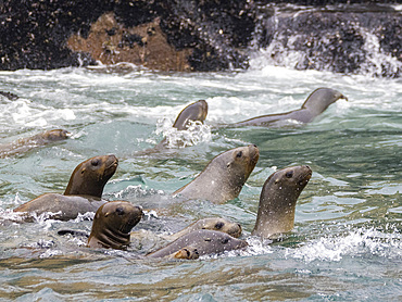 Curious South American sea lions, Otaria flavescens, in the ocean in the Palomino Islands, just outside Lima, Peru.