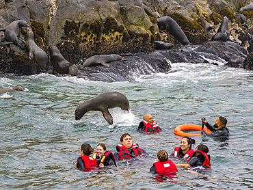 Curious South American sea lions, Otaria flavescens, with tourists in the Palomino Islands, just outside Lima, Peru.