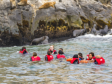 Curious South American sea lions, Otaria flavescens, with tourists in the Palomino Islands, just outside Lima, Peru.