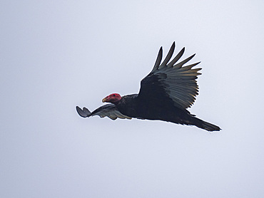 An adult turkey vulture, Cathartes aura, in flight in the Palomino Islands, just outside Lima, Peru.