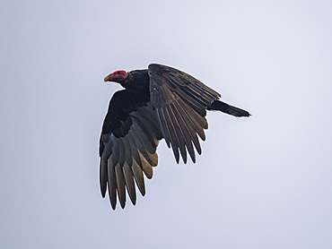 An adult turkey vulture, Cathartes aura, in flight in the Palomino Islands, just outside Lima, Peru.