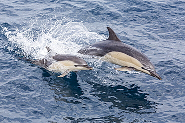 Long-beaked common dolphin (Delphinus capensis) leaping near White Island, North Island, New Zealand, Pacific