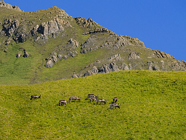 A small herd of caribou, Rangifer tarandus, grazing in Hall Bay, Atka Island, Aleutians, Alaska.