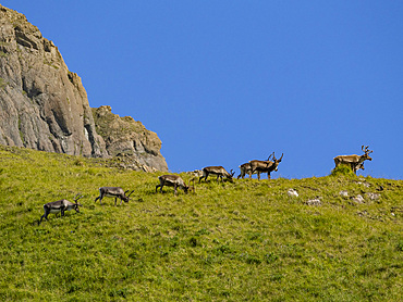 A small herd of caribou, Rangifer tarandus, grazing in Hall Bay, Atka Island, Aleutians, Alaska.
