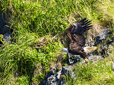 An adult bald eagle, Haliaeetus leucocephalus, taking flight in Hall Bay, Atka Island, Alaska.