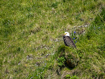 An adult bald eagle, Haliaeetus leucocephalus, on a hillside in Hall Bay, Atka Island, Alaska.