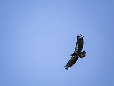 A juvenile bald eagle, Haliaeetus leucocephalus, taking flight in Hall Bay, Atka Island, Alaska.