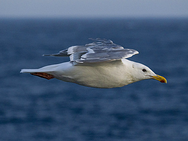 Adult glaucous-winged gull, Larus glaucescens, in flight in the Baby Islands, Bering Sea, Alaska.