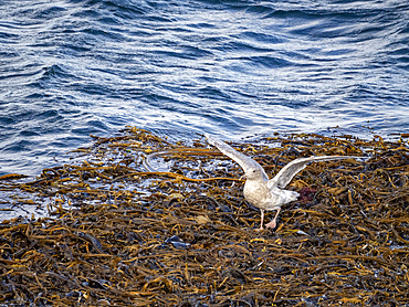 A juvenile glaucous gull, Larus hyperboreus, on rafting kelp in the Baby Islands, Bering Sea, Alaska.