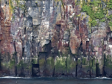 Nesting cliffs of common murre, Uria aalge, and thick-billed murre, Uria lomvia, in the Aleutian Islands, Alaska.