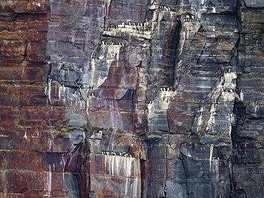 Nesting cliffs of common murre, Uria aalge, and thick-billed murre, Uria lomvia, in the Aleutian Islands, Alaska.