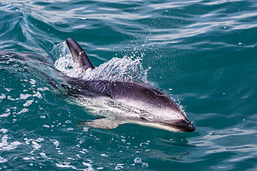 Dusky dolphin (Lagenorhynchus obscurus) surfacing off Kaikoura, South Island, New Zealand, Pacific