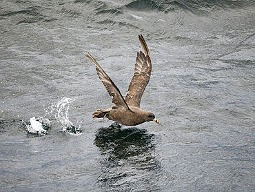 An adult northern fulmar, Fulmarus glacialis, taking flight in the Baby Islands, Aleutian Islands, Alaska.
