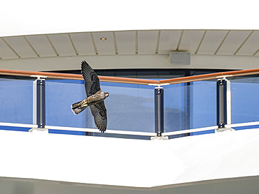 An adult peregrine falcon, Falco peregrinus, flying around the National Geographic Resolution, Atka Island, Alaska.
