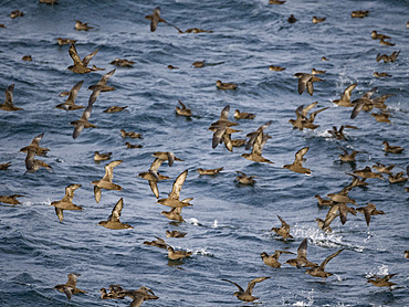 A huge flock of short-tailed shearwaters, Ardenna tenuirostris, in the Baby Islands, Bering Sea, Alaska.