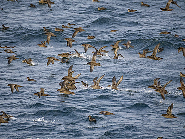 A huge flock of short-tailed shearwaters, Ardenna tenuirostris, in the Baby Islands, Bering Sea, Alaska.