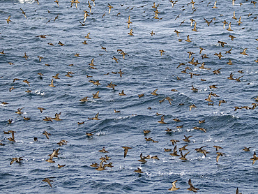 A huge flock of short-tailed shearwaters, Ardenna tenuirostris, in the Baby Islands, Bering Sea, Alaska.