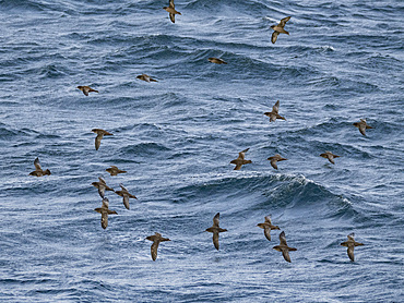 A huge flock of short-tailed shearwaters, Ardenna tenuirostris, in the Baby Islands, Bering Sea, Alaska.