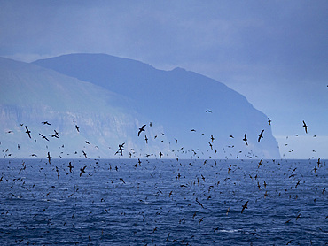A huge flock of short-tailed shearwaters, Ardenna tenuirostris, in the Baby Islands, Bering Sea, Alaska.
