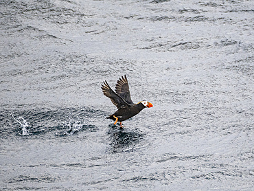 An adult tufted puffin, Fratercula cirrhata, taking flight in the Baby Islands, Bering Sea, Alaska.
