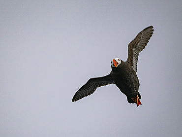 An adult tufted puffin, Fratercula cirrhata, in flight in the Baby Islands, Bering Sea, Alaska.
