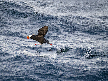 An adult tufted puffin, Fratercula cirrhata, taking flight in the Baby Islands, Bering Sea, Alaska.