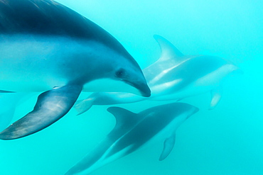 Dusky dolphin (Lagenorhynchus obscurus) underwater off Kaikoura, South Island, New Zealand, Pacific