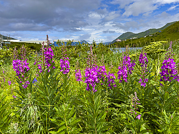Fireweed, Chamaenerion angustifolium, flowers in Dutch Harbor, Amaknak Island in Unalaska, Alaska.