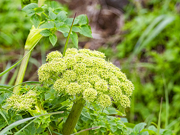 Sea-watch, Angelica lucida, in Dutch Harbor, Amaknak Island in Unalaska, Alaska.