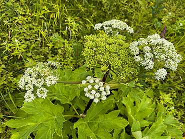 Sea-watch, Angelica lucida, in Dutch Harbor, Amaknak Island in Unalaska, Alaska.