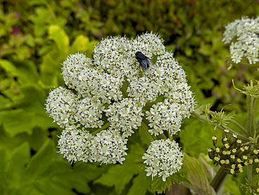 Sea-watch, Angelica lucida, in Dutch Harbor, Amaknak Island in Unalaska, Alaska.